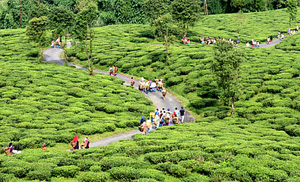 Oak Tea Garden Terraces